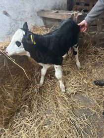 Sprzedam jałoweczke