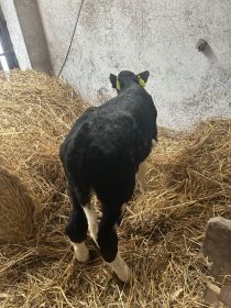 Sprzedam jałoweczke