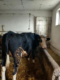 Sprzedam jałówkę cielną