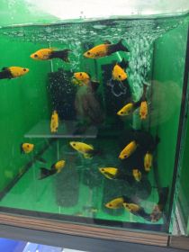 Rybki akwariowe różne Turek