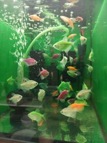 Rybki akwariowe różne Turek