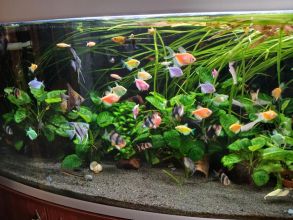 Rybki akwariowe różne akwarium Turek