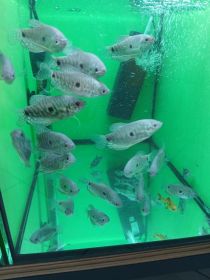 Rybki akwariowe różne akwarium Turek