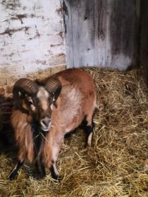 Sprzedam barana kameruńskiego