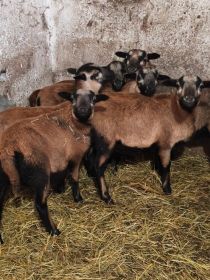 Sprzedam owieczki kameruńskie