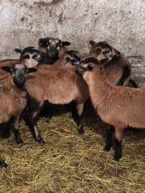 Sprzedam owieczki kameruńskie