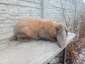 Samiec baran francuski