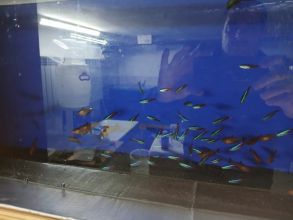 Rybki akwariowe różne