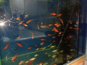 Rybki akwariowe różne