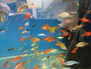 Rybki akwariowe różne