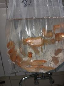 Rybki akwariowe różne