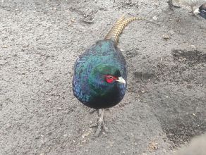 Bażant łowny melanistyczny samiec