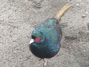 Bażant łowny melanistyczny samiec