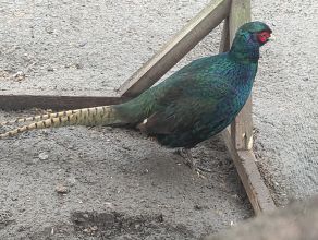 Bażant łowny melanistyczny samiec