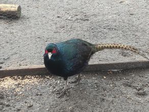 Bażant łowny melanistyczny samiec