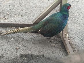 Bażant łowny samiec kogut