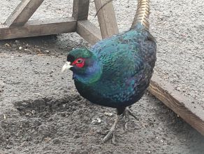 Bażant łowny samiec kogut