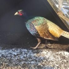 Bażant łowny samiec kogut