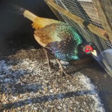 Bażant łowny samiec kogut