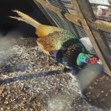 Bażant łowny samiec kogut