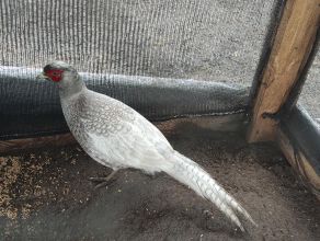 Bażant łowny mutacja blue