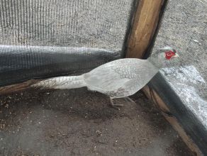 Bażant łowny mutacja blue