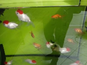 Rybki akwariowe różne