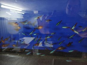 Rybki akwariowe różne