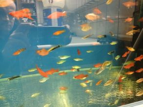 Rybki akwariowe różne