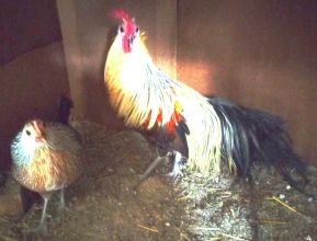 Feniksy miniaturowe 2 kury + 1 kogut