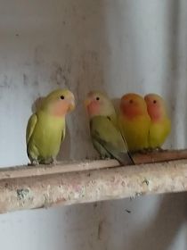 Sprzedam nimfę i nierozłączki