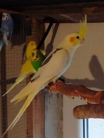 Sprzedam nimfę i nierozłączki