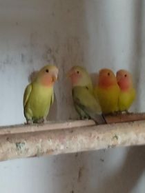 Sprzedam nimfę i nierozłączki