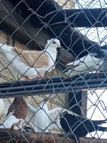 Sprzedam gołębie ozdobne