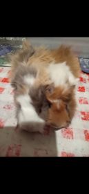 Sprzedam świnki morskie