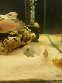 Rybki akwariowe pielegnice