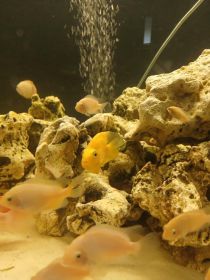 Rybki akwariowe pielegnice