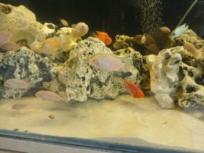 Rybki akwariowe pielegnice