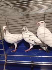 Sprzedam gołębie