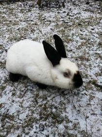 Sprzedam samca kalifornijskiego czarnego