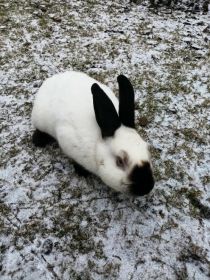 Sprzedam samca kalifornijskiego czarnego