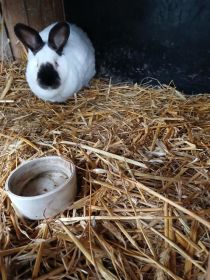 Samica kalifornijska