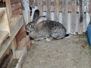 Sprzedam króliki
