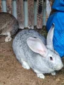 Sprzedam króliki