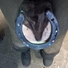 Werkowanie kopyt kuce konie owce