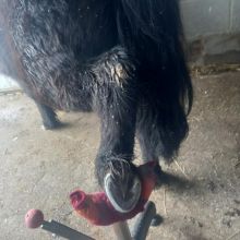 Werkowanie kopyt kuce konie owce