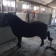 Werkowanie kopyt kuce konie owce