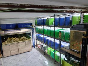 Rybki akwariowe różne