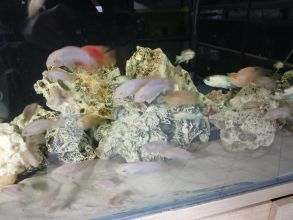 Rybki akwariowe różne