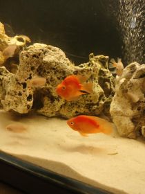 Rybki akwariowe różne